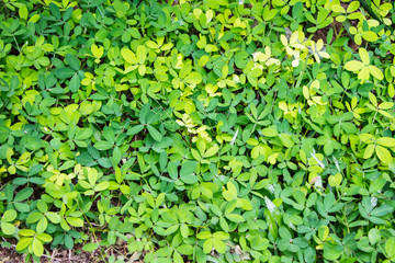 Planta&ccedil;&atilde;o amendoim decorativo