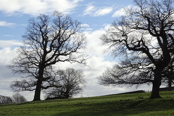 Cloudy blue skies and trees