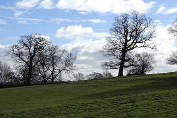 Cloudy blue skies and trees