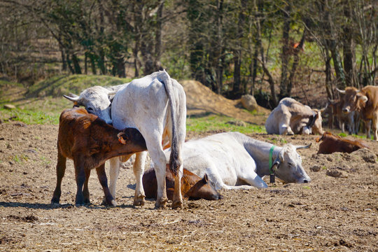 Vacas campo