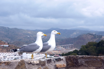 Two large Mediterranean gulls (Larus michahellis) stand on the stone wall of the old fortress against the backdrop of the mountains. Spanish city of Malaga, Andolusia. It's a nasty day.