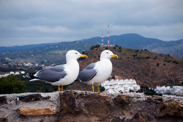 Fototapeta na wymiar Two large Mediterranean gulls (Larus michahellis) stand on the stone wall of the old fortress against the backdrop of the mountains. Spanish city of Malaga, Andolusia. It's a nasty day.