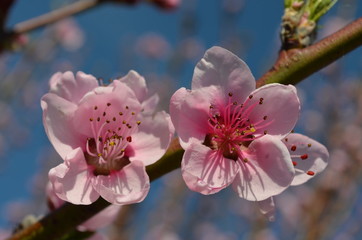 Close up of two apricot tree flowers in full bloom in a sunny spring day, floral background