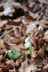 bucaneve in primo piano