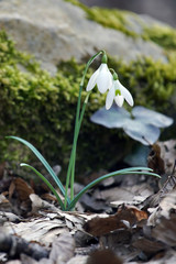 bucaneve in primo piano