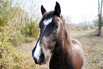 Fototapeta premium cavallo incuriosito 