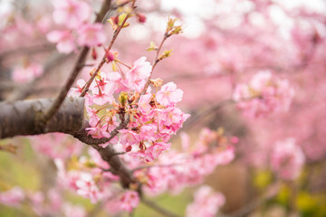 Fototapeta na wymiar Beautiful Cherry Blossom in Matsuda , Japan