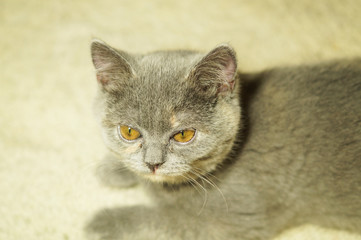 beautiful gray scottish cat with yellow eyes lying on the carpet