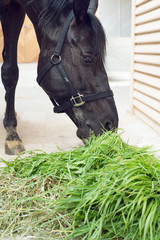 portrait of feeding  black horse in stable