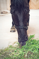 portrait of feeding  black horse in stable