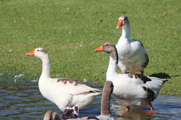 Patos no Parque 