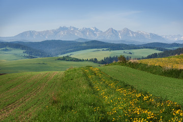 Widok na panoramę Tatr z Pienin 