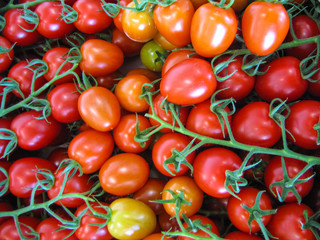 lots of red pomodori tomatoes closeup