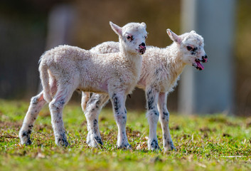 Fototapeta premium cute newborn lambs on a meadow