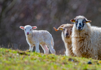 cute newborn lamb close up