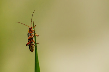 Insect