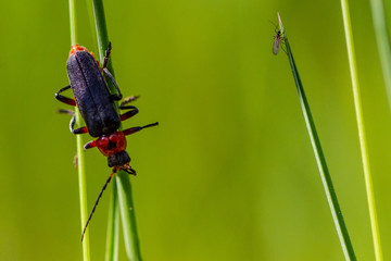 Insect