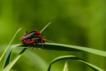 Insect