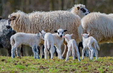Fototapeta premium sheep with newborn lambs