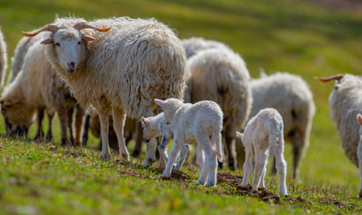 Obraz premium sheep with newborn lambs