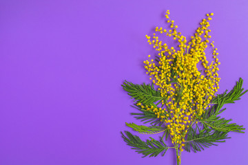 Greeting card with mimosa on violet table surface