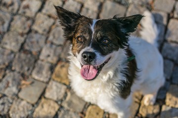 Top view of happy white and brown mixed breed dog sitting on cobble stone pavement looking up with open mouth, pink tongue sticking out, sunny day in a town, copy space