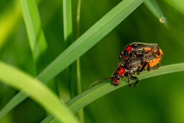 Insect