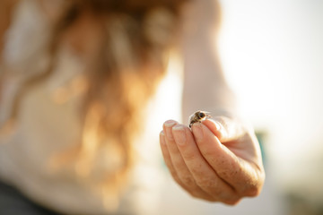 Close up of bee resting on woman beekeeper's hand