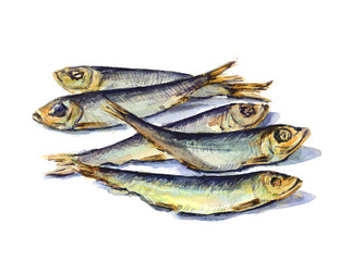 The sprat fish, hand drawn sketch. Watercolor illustration
