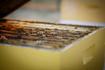 Bees in hive box with honeycomb frames