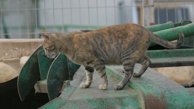 A young homeless cat running over a garbage can for search of food