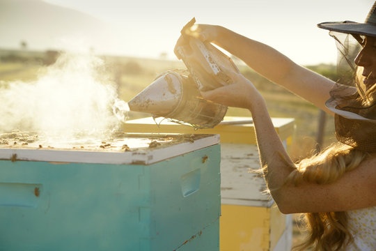 Woman beekeeper pours smoke on bee hive box