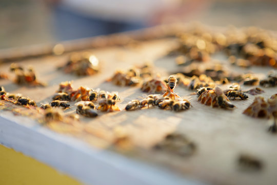 Close up of bees working on honeycomb cells on top of hive box