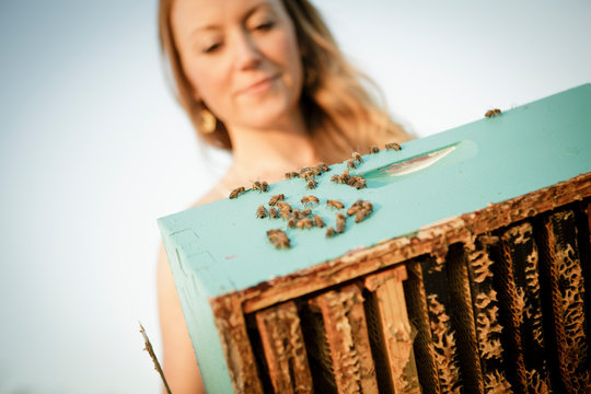 Honeycomb frames in a bee hive box