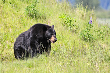Brown bear in the wilderness of Alaska