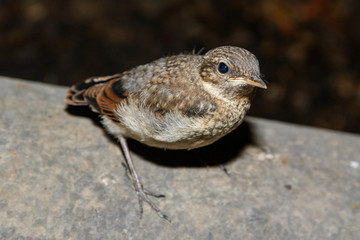 Wheatear (Oenanthe oenanthe).