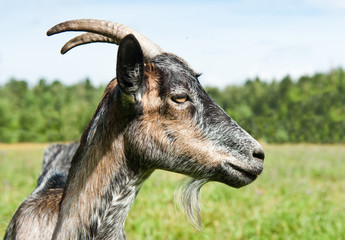 grey goat in profile near a forest, close-up