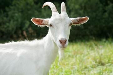 White goat near forest