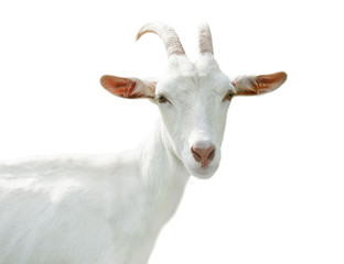  funny goat, isolated on white background