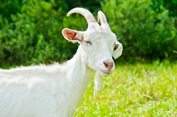 Fototapeta premium Goat grazing on a meadow near a forest