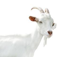 funny goat, isolated on white background