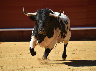 bull in spanish bullring