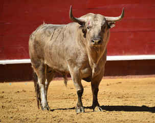 bull in spanish bullring