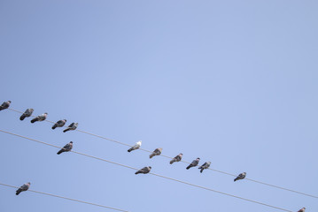 Pigeons are sitting on power lines.