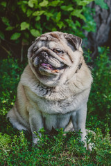Obraz premium A sitting pug dog with a flirty face
