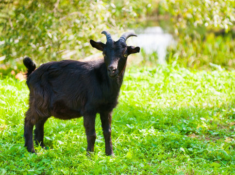 Black goat close to pond