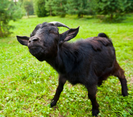 Young black goat on green grass, screwing up his eyes