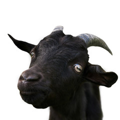 curious young black goat, isolated on white background