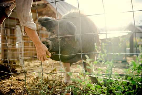 Person feeding apple to hog through wire fence
