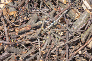 Dry branches of trees crushed into small pieces.